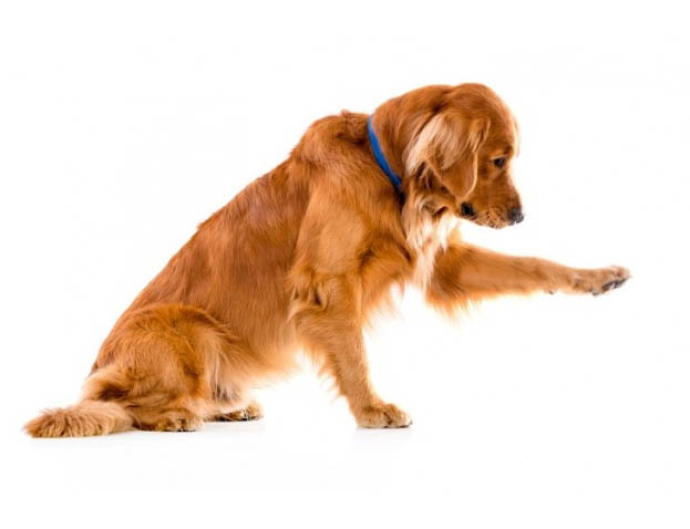 Adestramento Inteligente de Cães em Santos